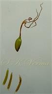  Pistil and Stamens